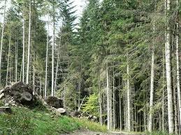 Rezerwat Szeroka w Beskidzie Malym